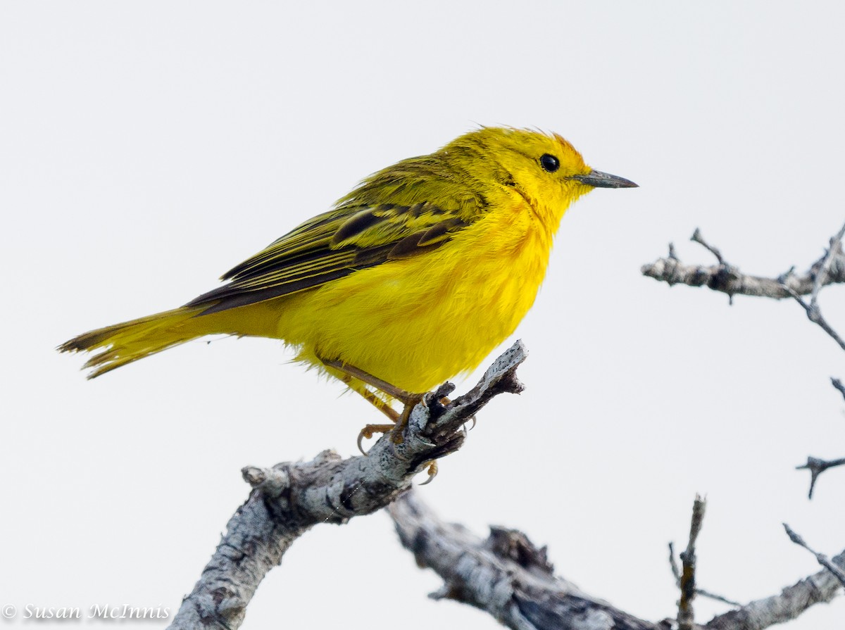 Yellow Warbler (Galapagos) - ML454506551