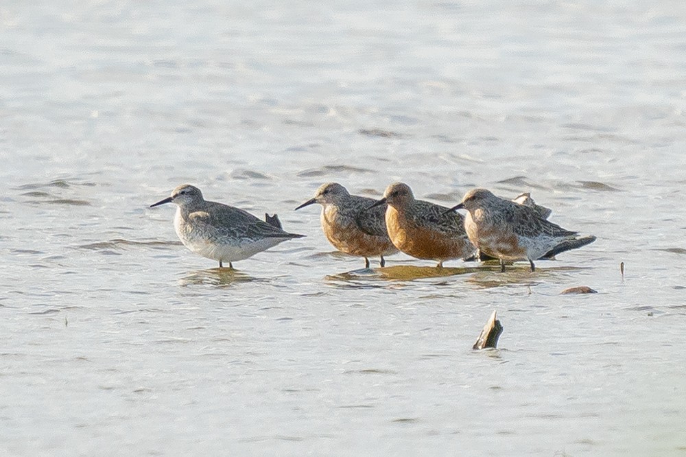 Red Knot - ML454510511