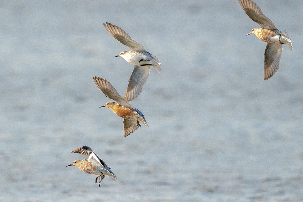 Red Knot - ML454510521