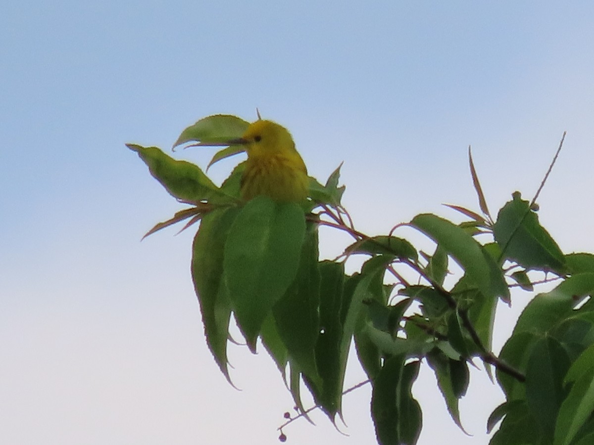 Yellow Warbler - ML454511011