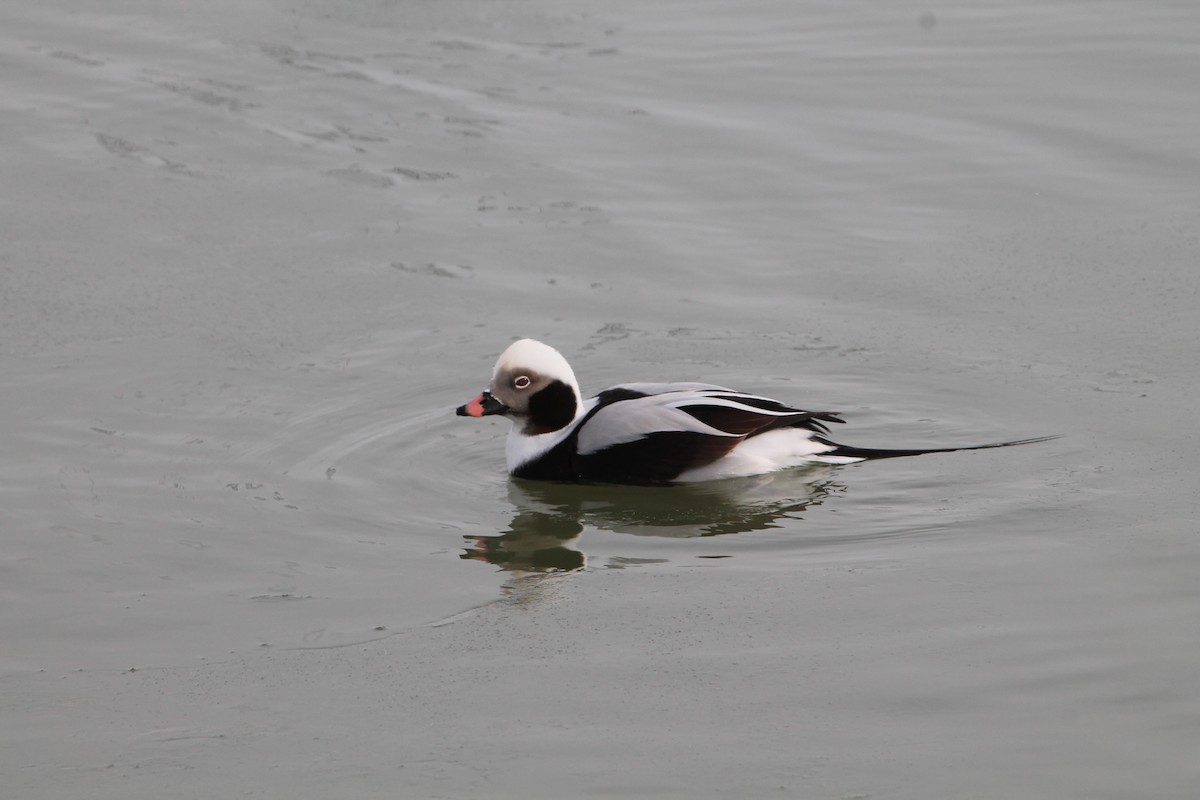 Long-tailed Duck - ML45451421