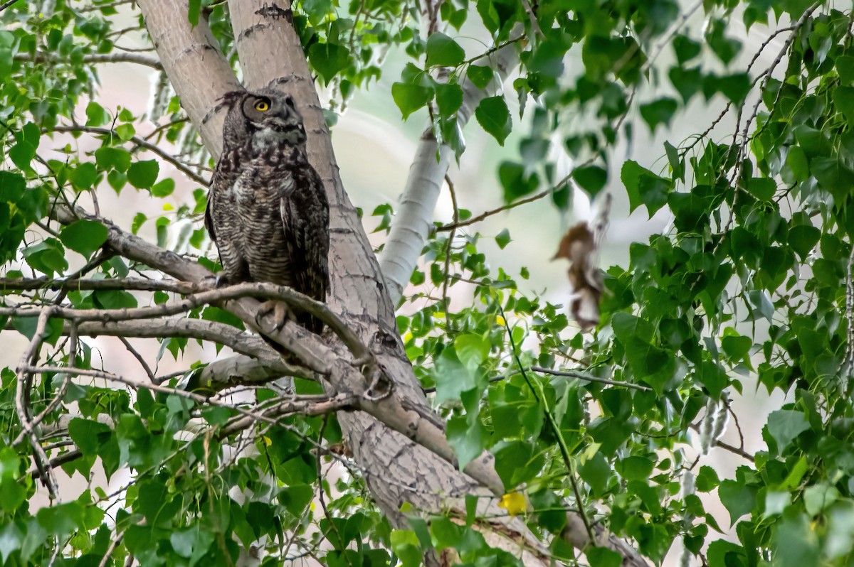 Great Horned Owl - ML454515251