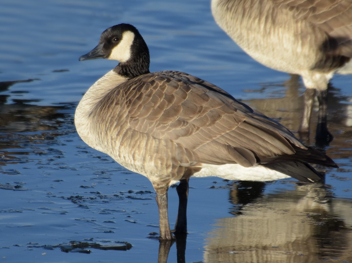 Canada Goose (canadensis Group) - ML45451641