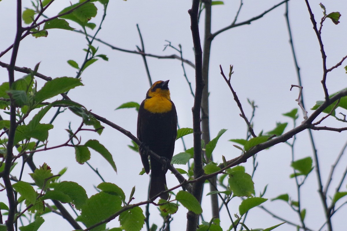 Yellow-headed Blackbird - ML454523011