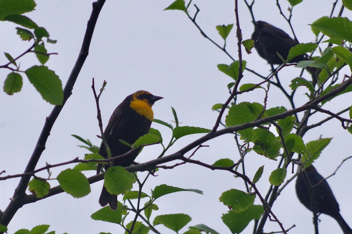 Yellow-headed Blackbird - Alex Patia
