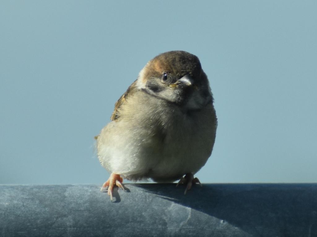 Eurasian Tree Sparrow - ML454527451