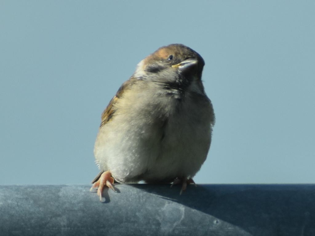 Eurasian Tree Sparrow - ML454527461