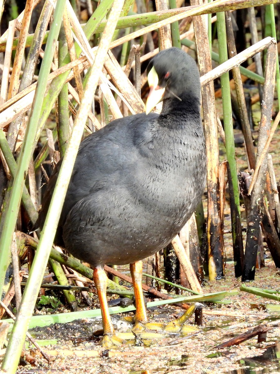 Red-gartered Coot - ML454528781