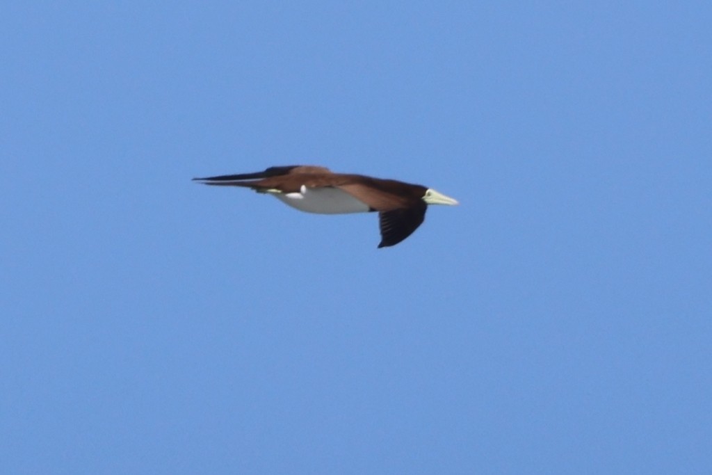 Brown Booby - ML454529351