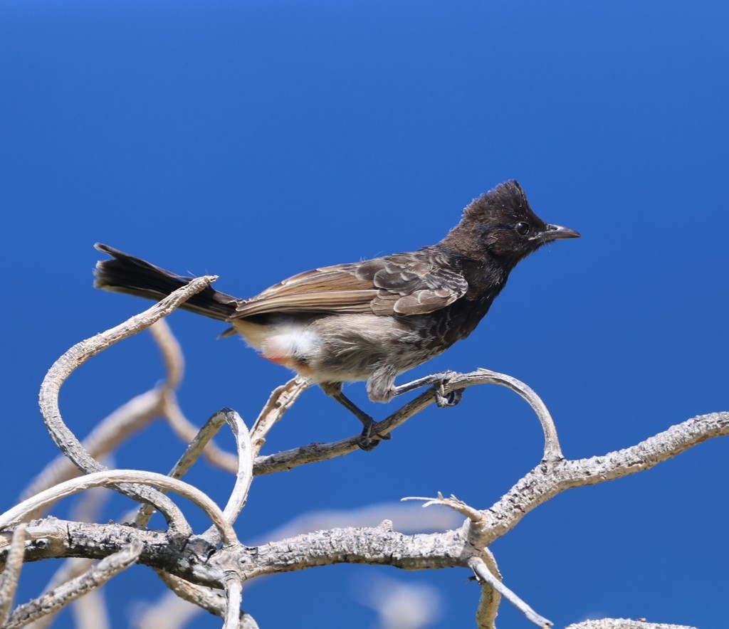 Red-vented Bulbul - ML454529461