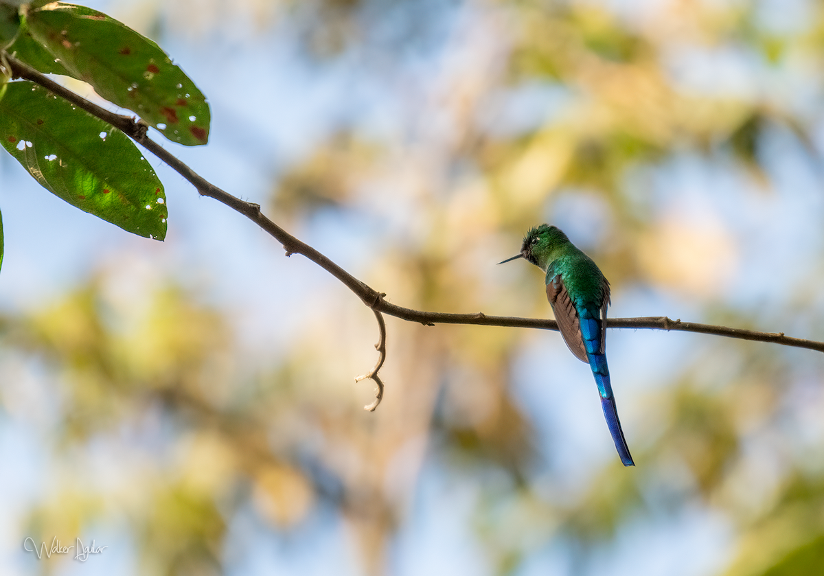 Long-tailed Sylph - ML454530641