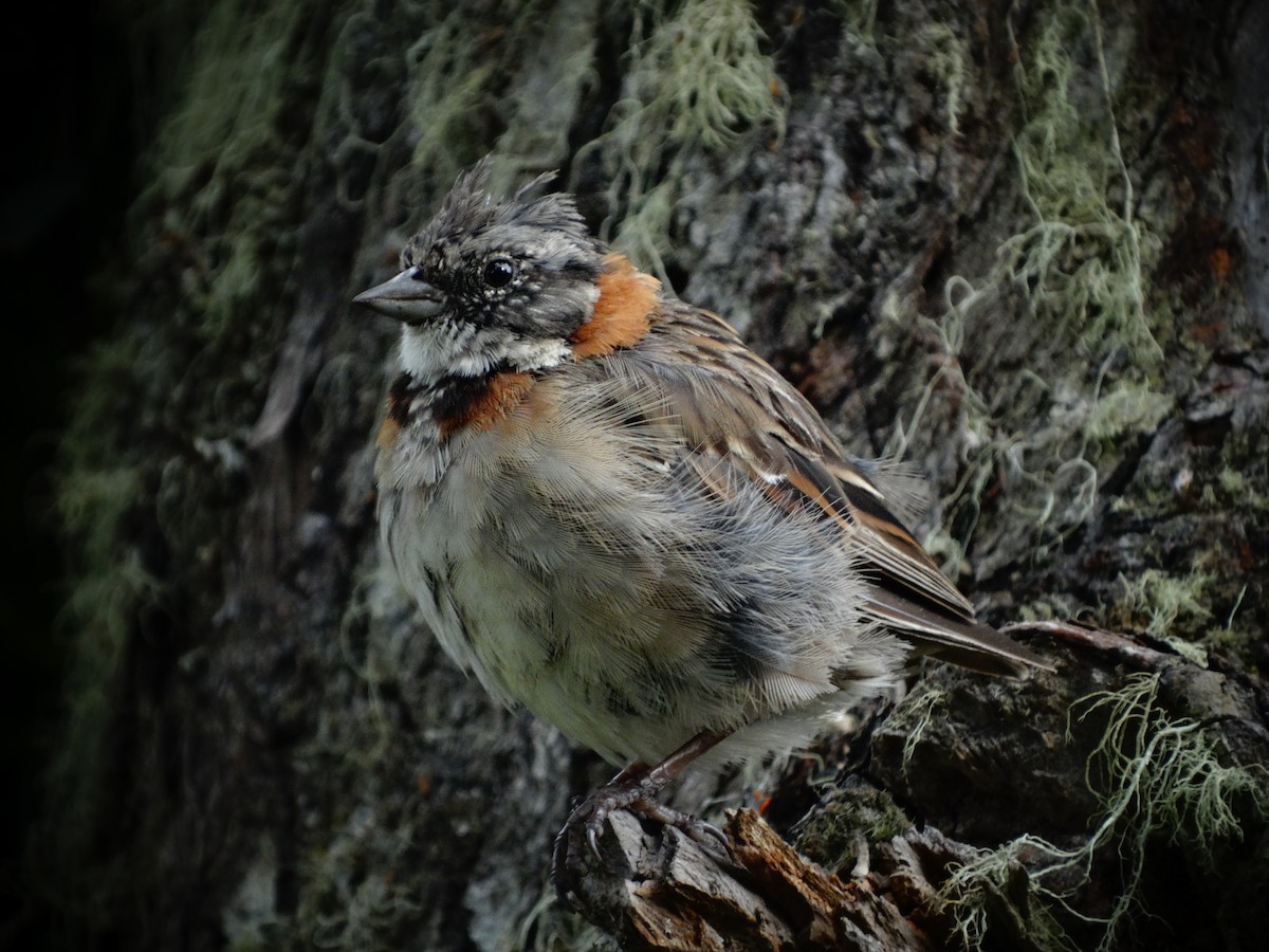 Rufous-collared Sparrow - Leandro Federico Gonzalez
