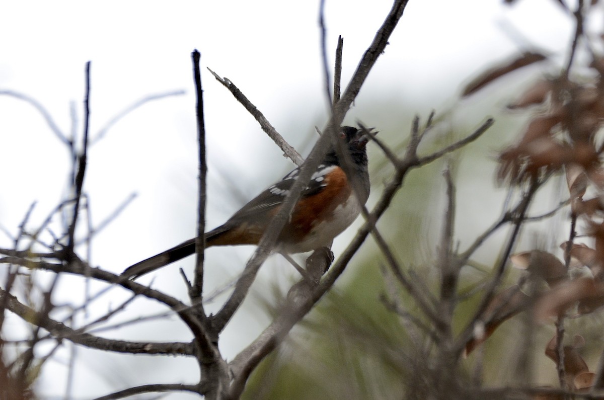 Spotted Towhee - ML454532941