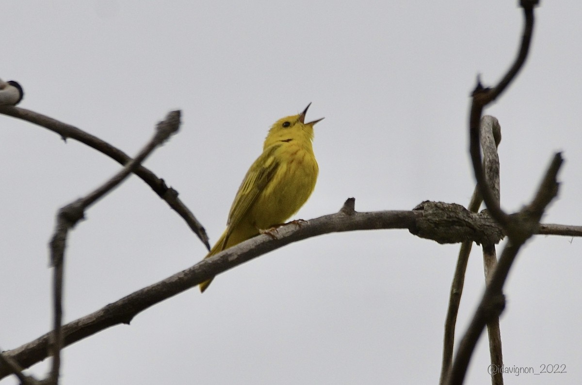 Yellow Warbler - Isa Dav