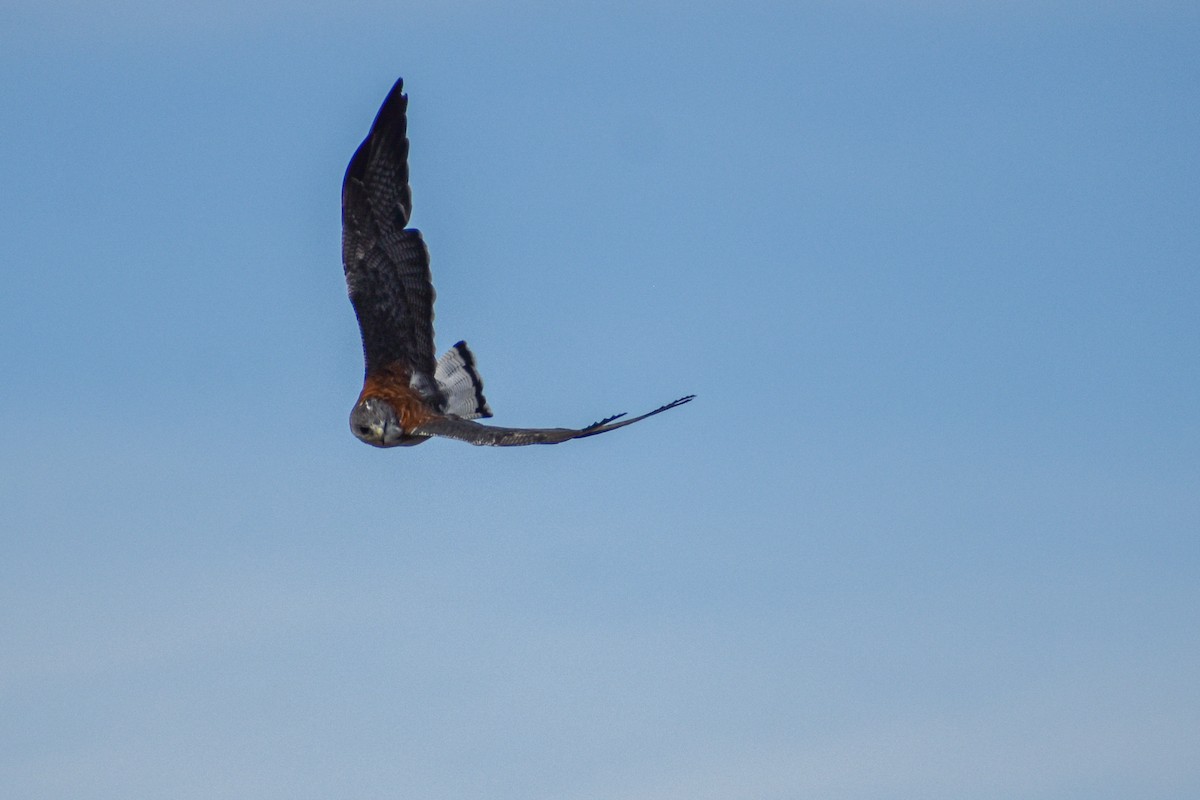 Variable Hawk (Red-backed) - ML454539741