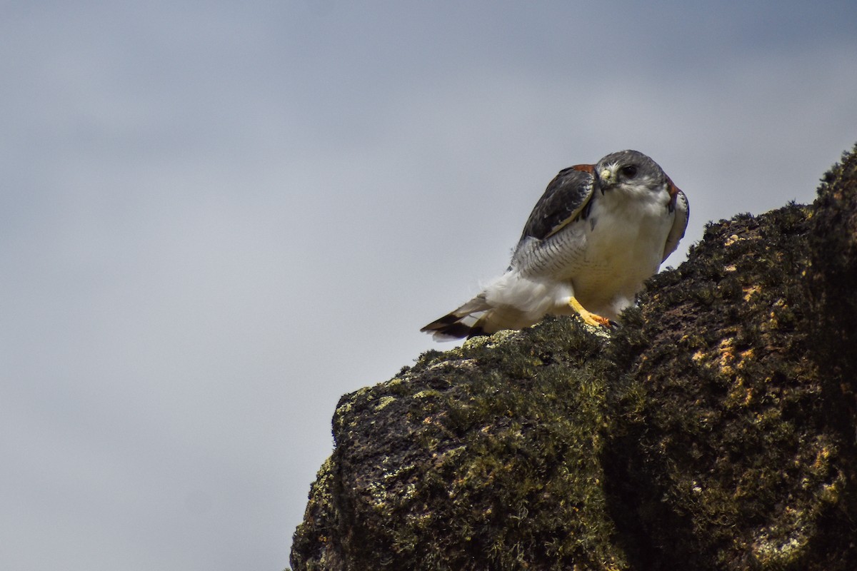 Variable Hawk (Red-backed) - ML454539881
