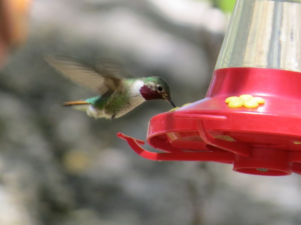 Broad-tailed Hummingbird - Benjamin Murphy