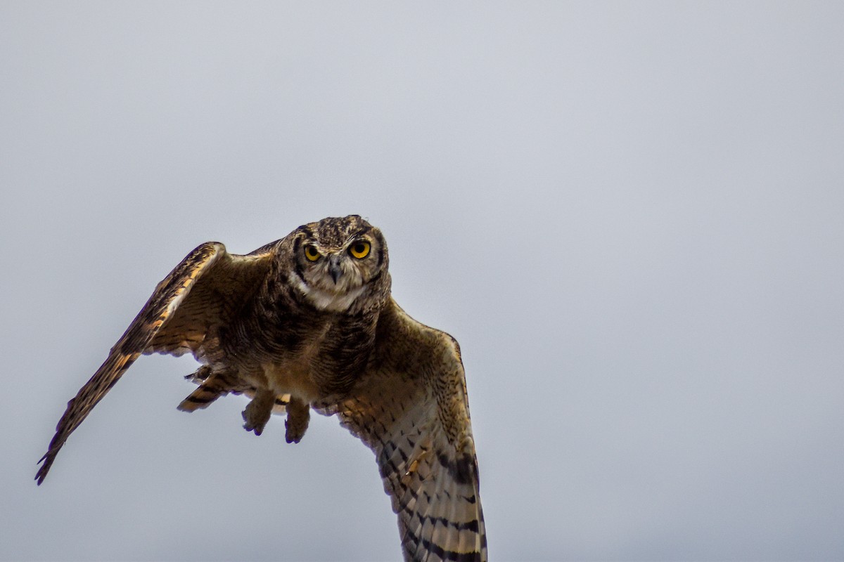 Lesser Horned Owl - ML454540321