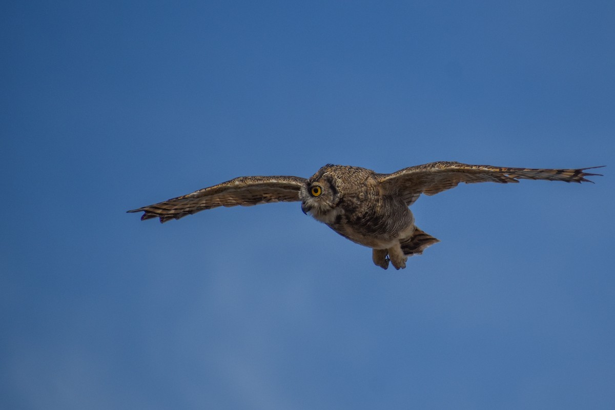 Lesser Horned Owl - ML454540451