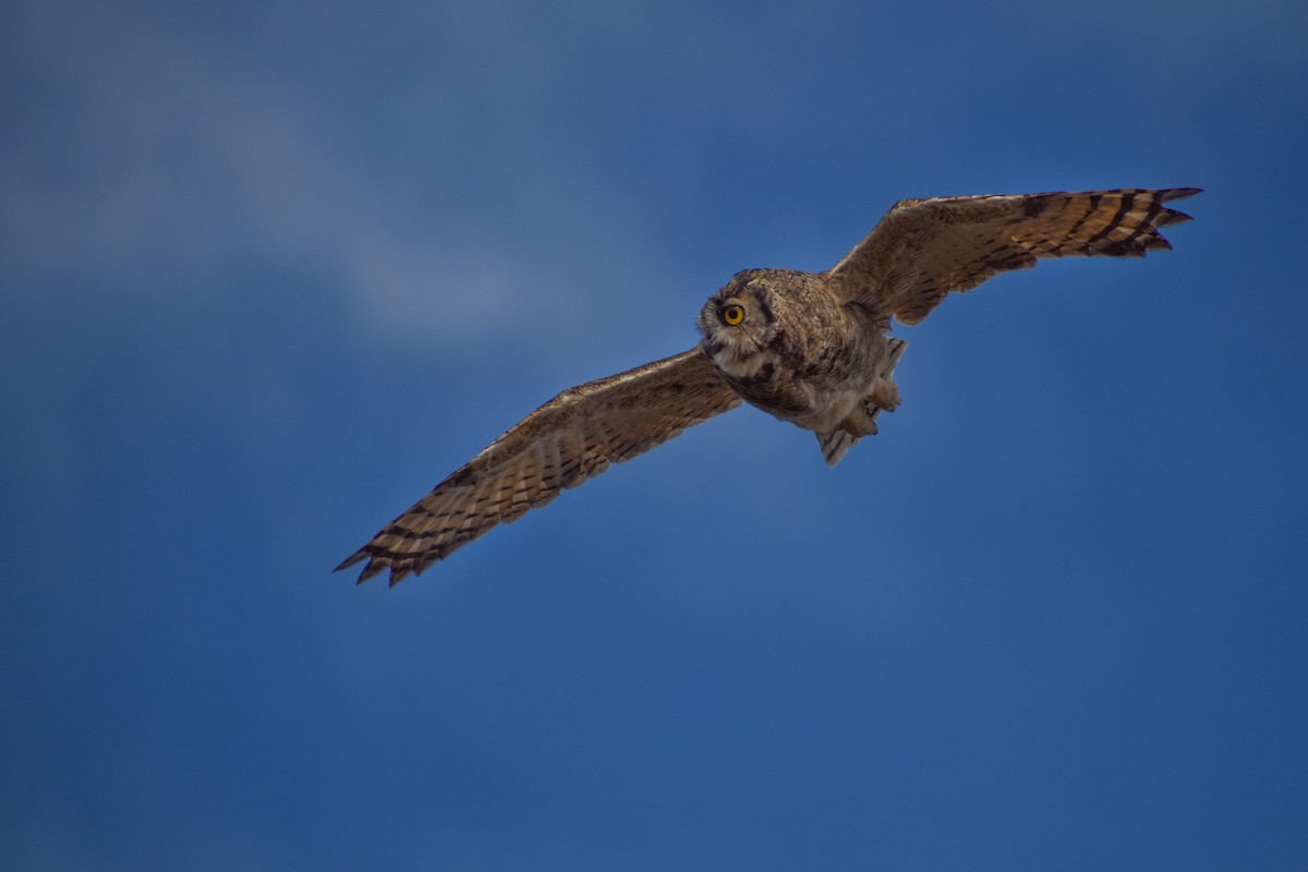 Lesser Horned Owl - ML454540711