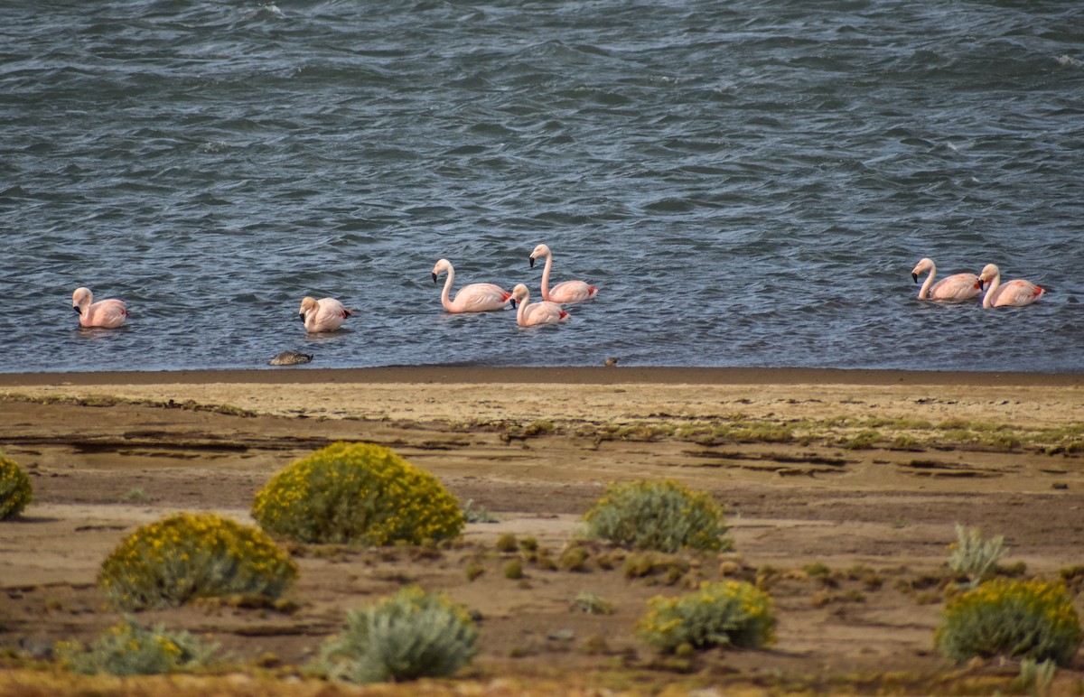 Chilean Flamingo - ML454540971
