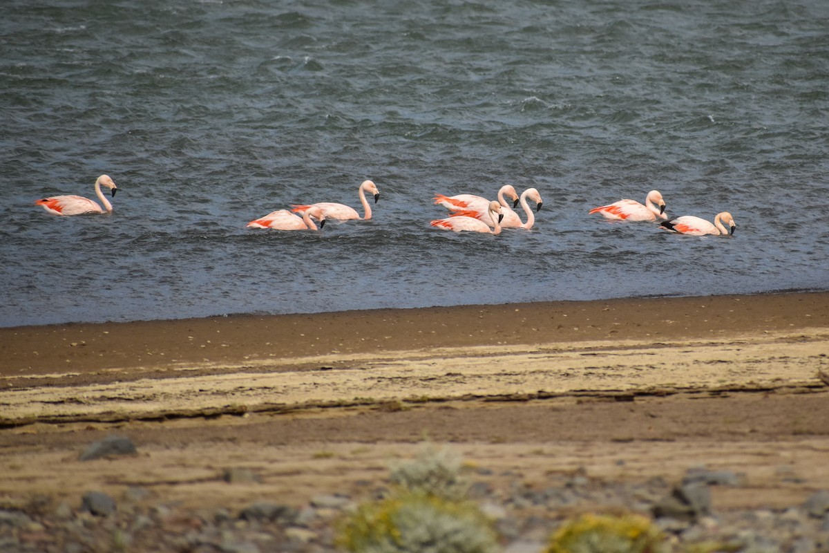 Chilean Flamingo - ML454540981
