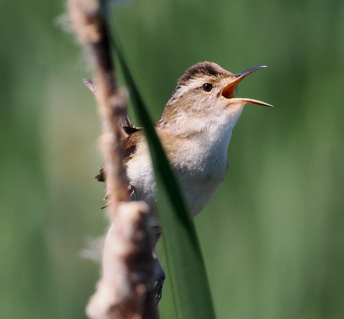 ML454546731 - Marsh Wren - Macaulay Library