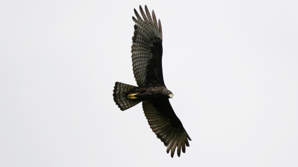 Zone-tailed Hawk - ML45454801
