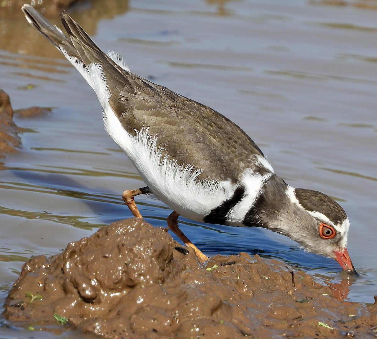 Three-banded Plover - ML454548711