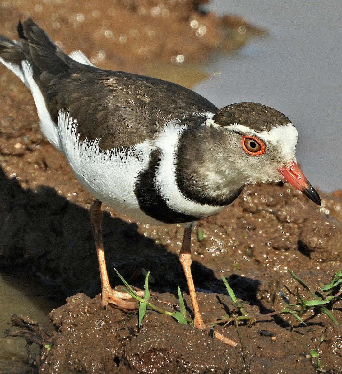 Three-banded Plover - ML454548751