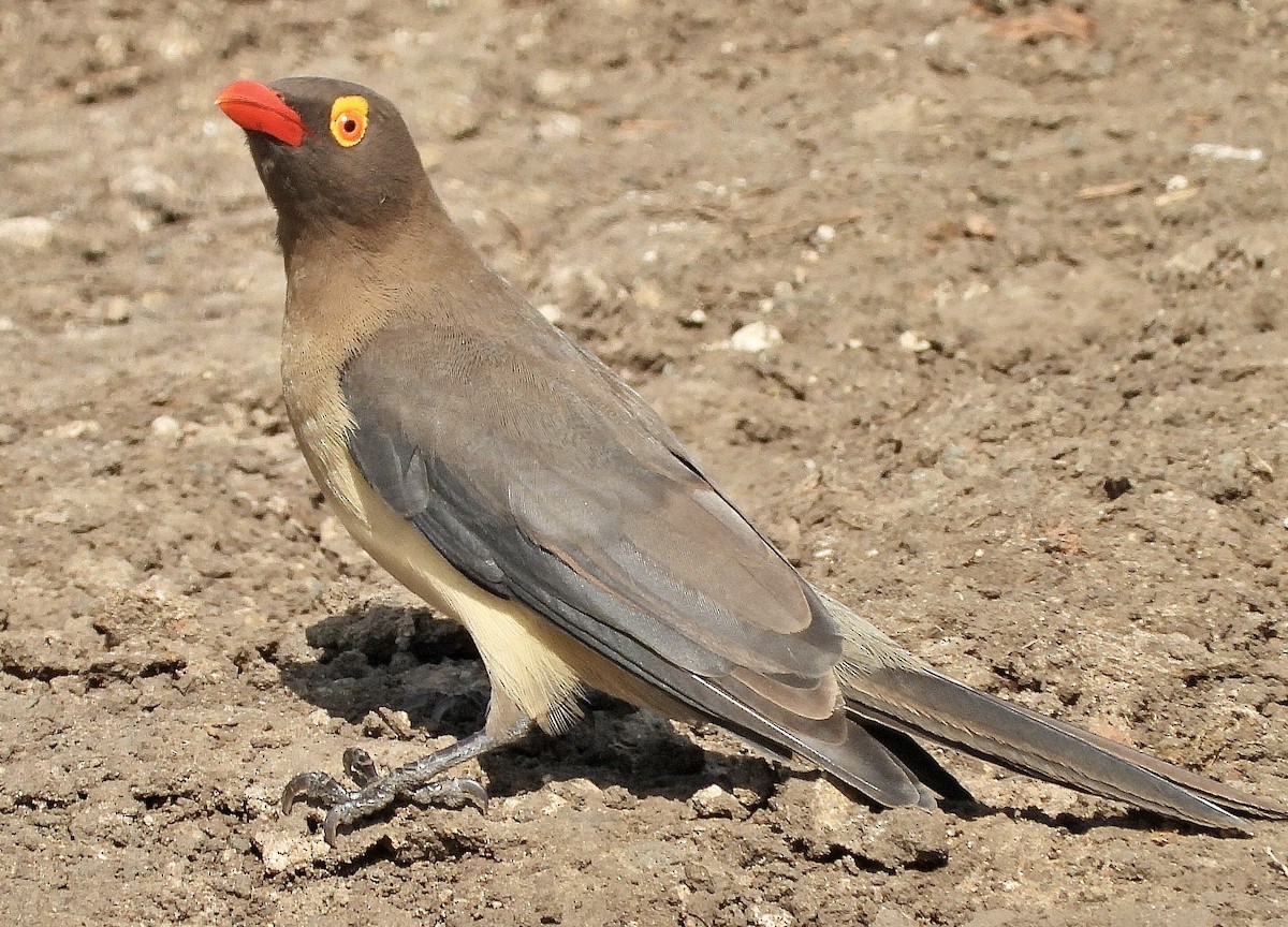 Red-billed Oxpecker - ML454549691