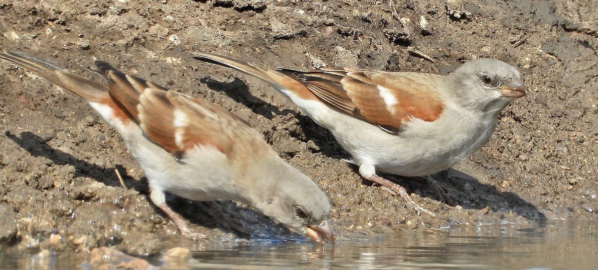 Southern Gray-headed Sparrow - ML454549991
