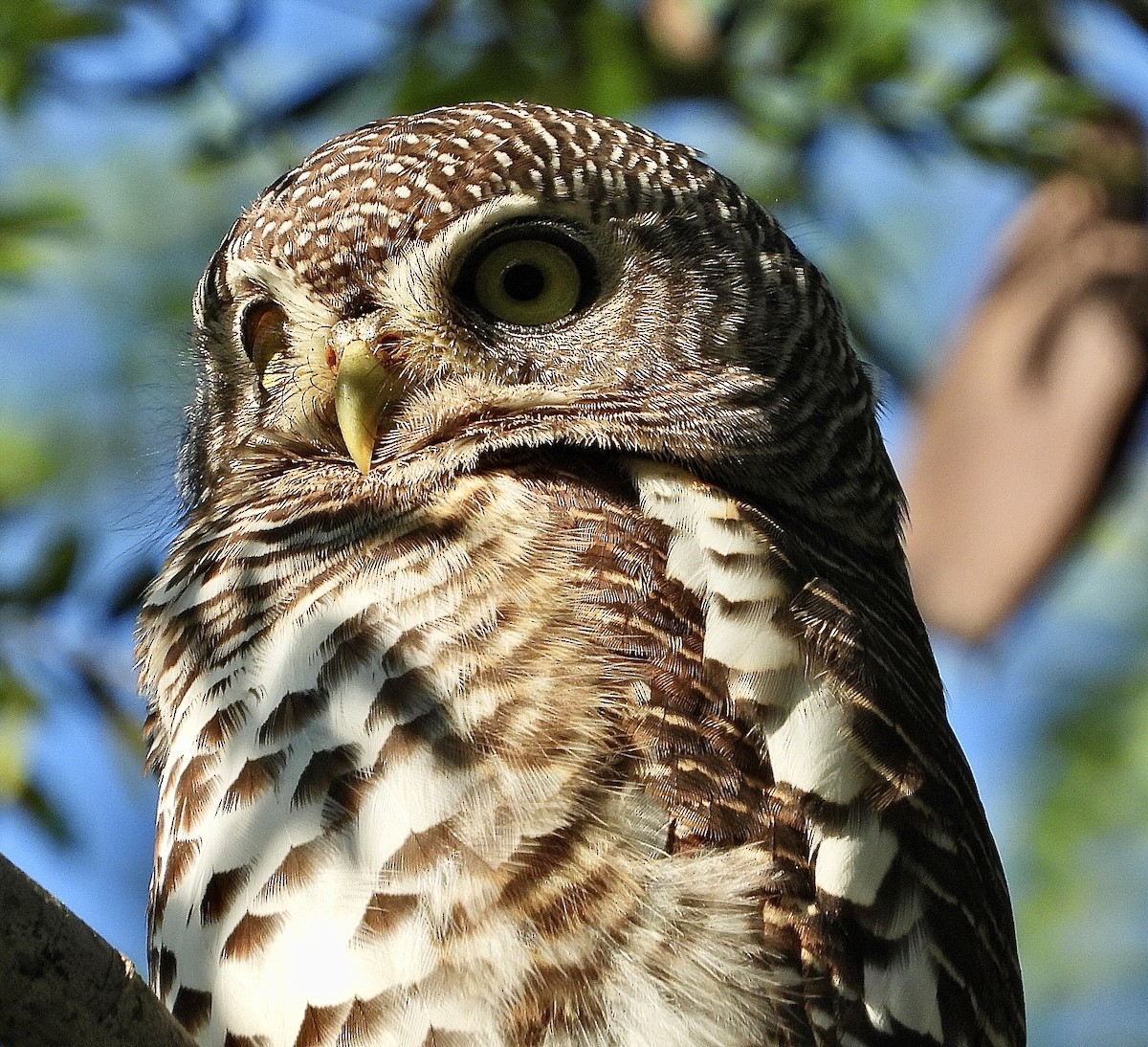 African Barred Owlet - ML454550691