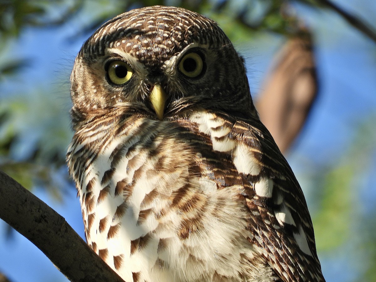 African Barred Owlet - ML454550701