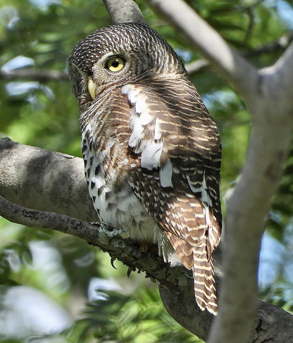 African Barred Owlet - ML454550841