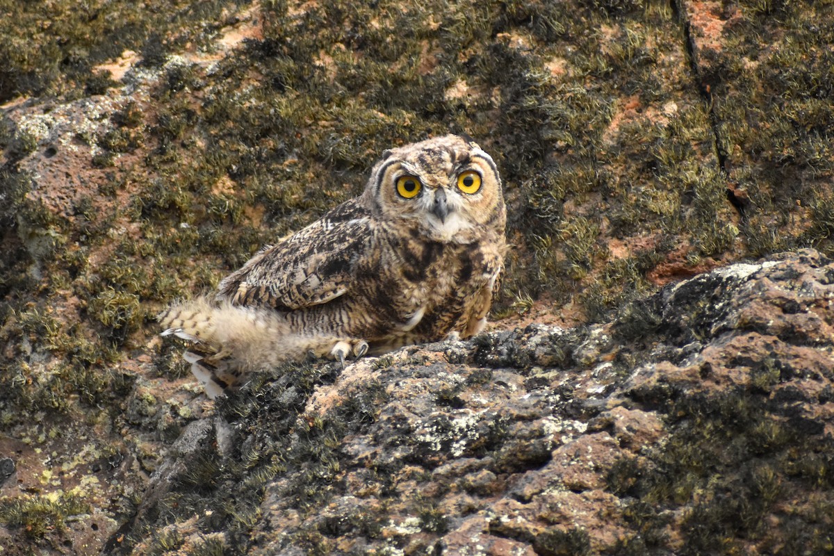 Lesser Horned Owl - ML454551061