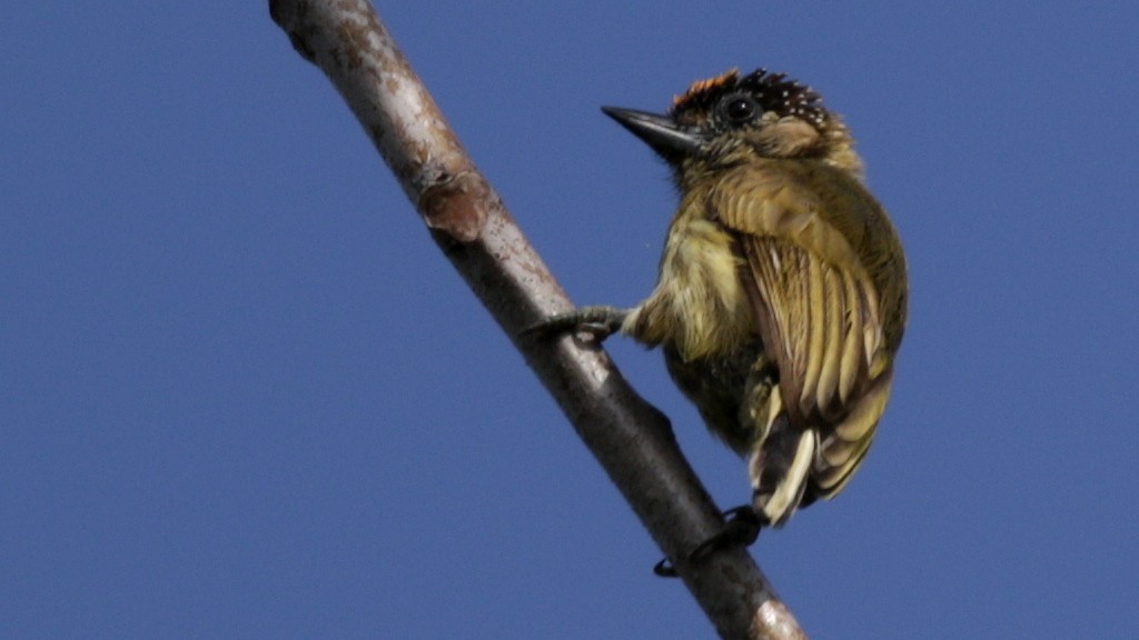 Olivaceous Piculet - ML45455591