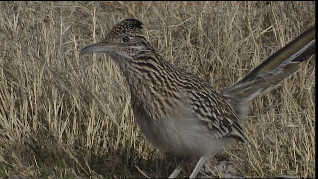  - Greater Roadrunner