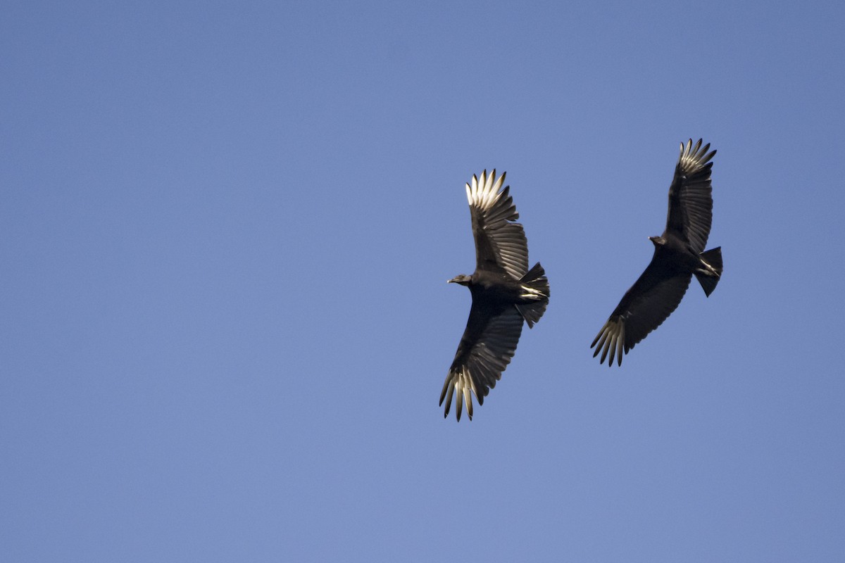 Black Vulture - ML454563171