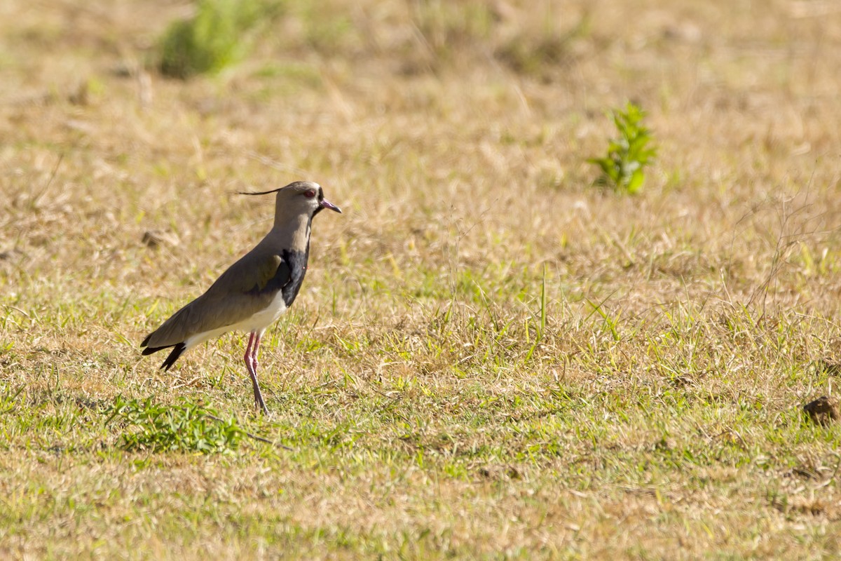 Southern Lapwing - Leonel Melvern