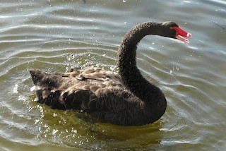 Black Swan, ML454564831
