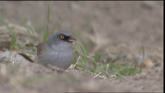 Yellow-eyed Junco (Mexican) - ML454569