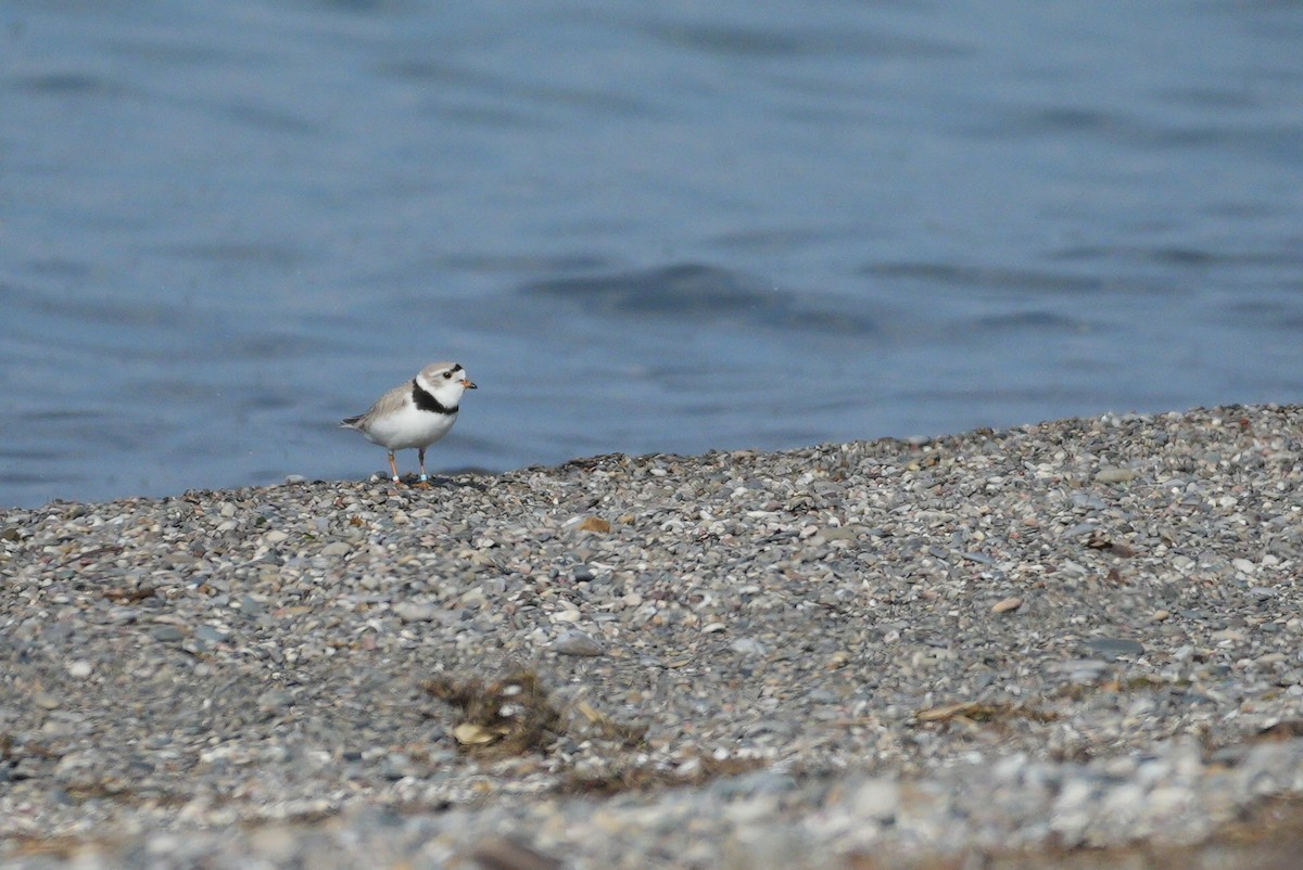 Piping Plover - ML454569711