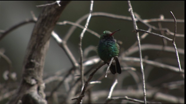 Broad-billed Hummingbird - ML454571