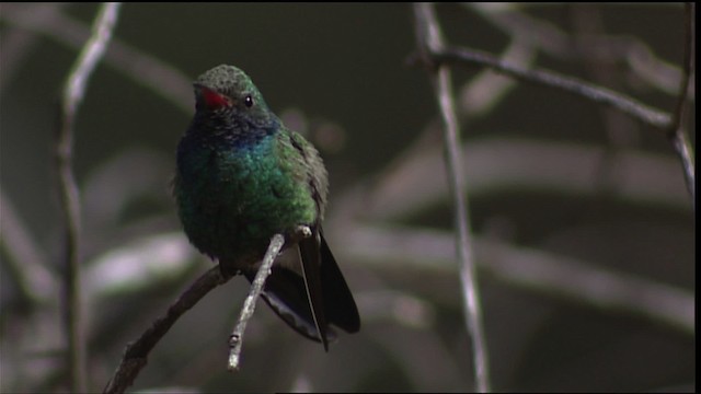 kolibřík širokozobý - ML454572
