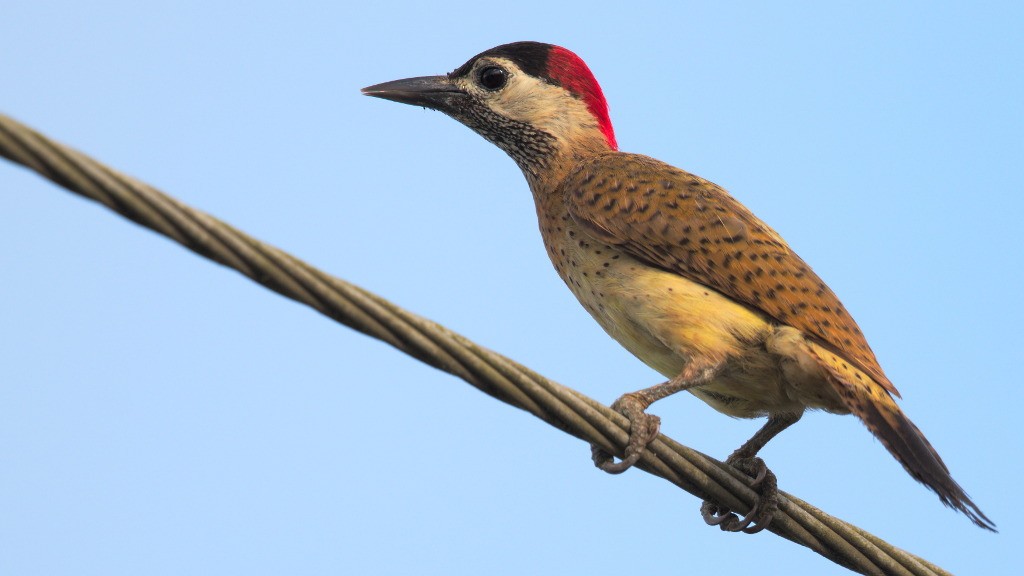 Spot-breasted Woodpecker - ML45457711