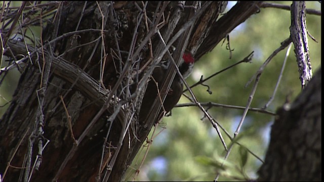 Arizona Woodpecker - ML454581