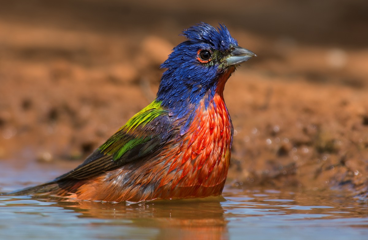 Painted Bunting - Jeff Maw