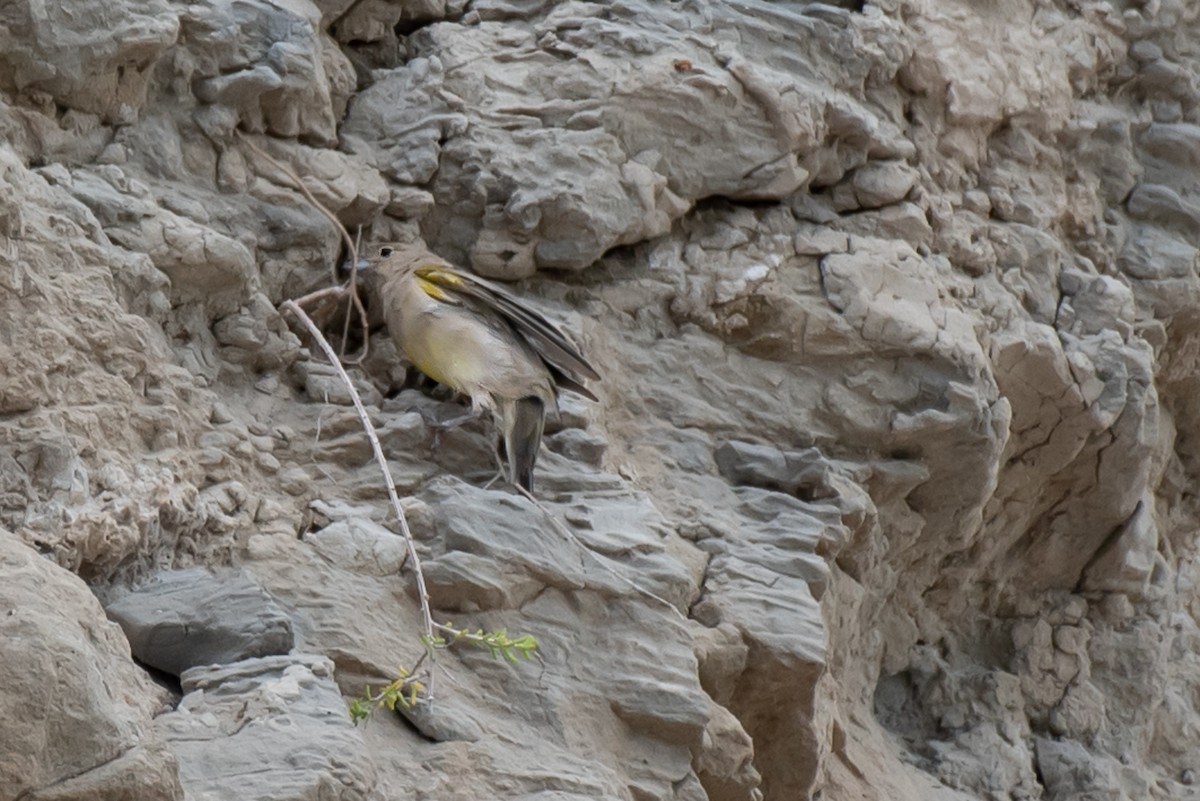 Patagonian Yellow-Finch - ML454584491