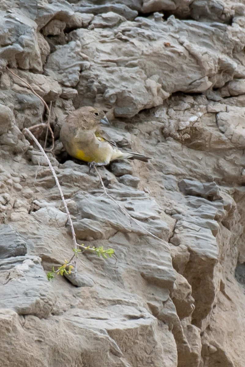 Patagonian Yellow-Finch - ML454584511